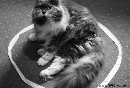 Scientists Can t Explain Why Cats Love To Sit In Circles. 