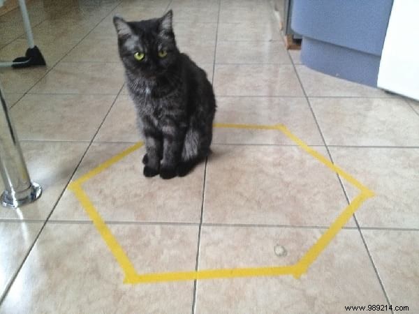 Scientists Can t Explain Why Cats Love To Sit In Circles. 