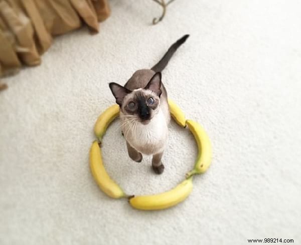 Scientists Can t Explain Why Cats Love To Sit In Circles. 