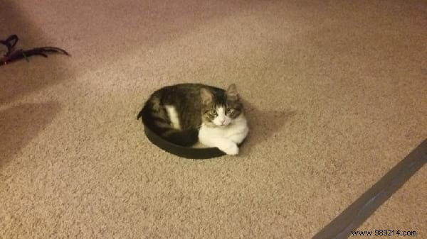 Scientists Can t Explain Why Cats Love To Sit In Circles. 