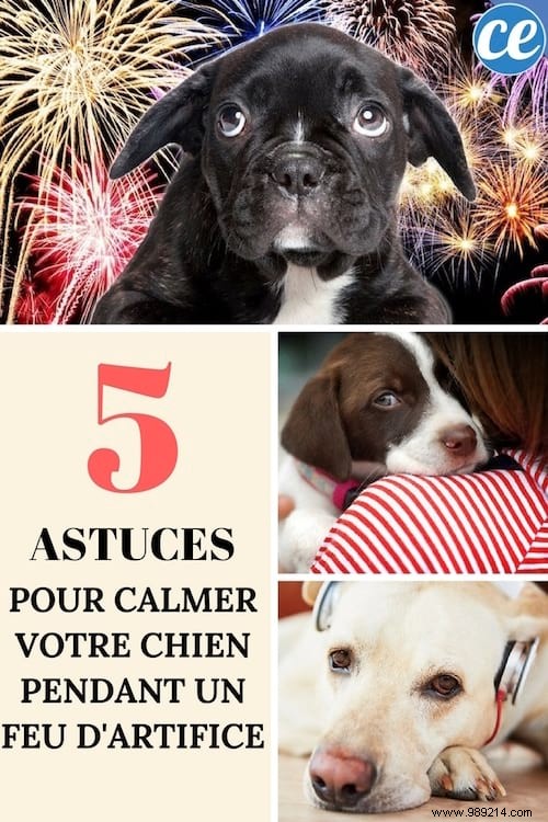 5 Tricks To Instantly Calm Your Dog During Fireworks. 