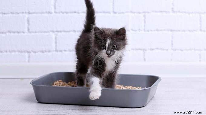 7 All-Natural Products for Cleaning Cat Litter. 