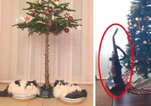 18 Photos of People Who Found a Trick to Protect the Christmas Tree from Cats and Dogs. 