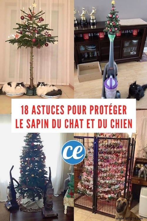 18 Photos of People Who Found a Trick to Protect the Christmas Tree from Cats and Dogs. 