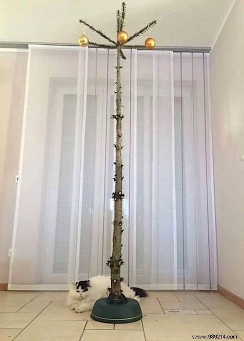 18 Photos of People Who Found a Trick to Protect the Christmas Tree from Cats and Dogs. 