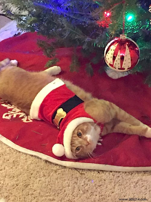 18 Photos of People Who Found a Trick to Protect the Christmas Tree from Cats and Dogs. 