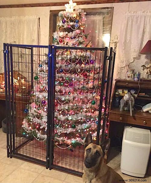 18 Photos of People Who Found a Trick to Protect the Christmas Tree from Cats and Dogs. 