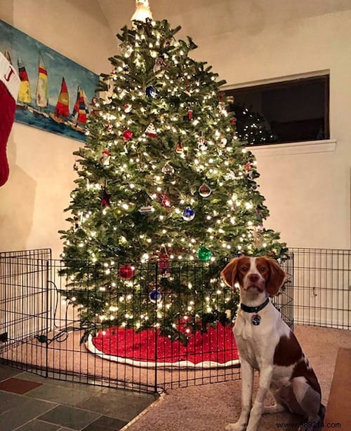 18 Photos of People Who Found a Trick to Protect the Christmas Tree from Cats and Dogs. 