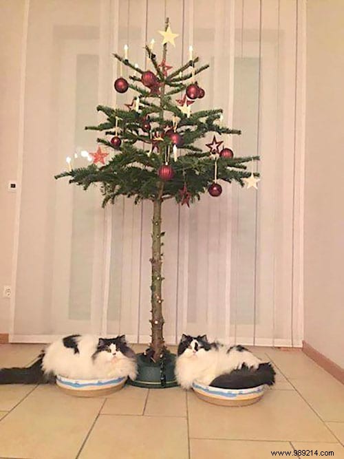 18 Photos of People Who Found a Trick to Protect the Christmas Tree from Cats and Dogs. 