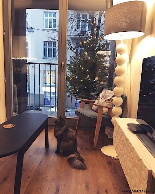 18 Photos of People Who Found a Trick to Protect the Christmas Tree from Cats and Dogs. 