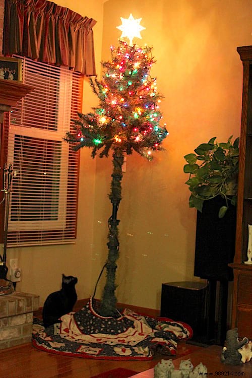 18 Photos of People Who Found a Trick to Protect the Christmas Tree from Cats and Dogs. 