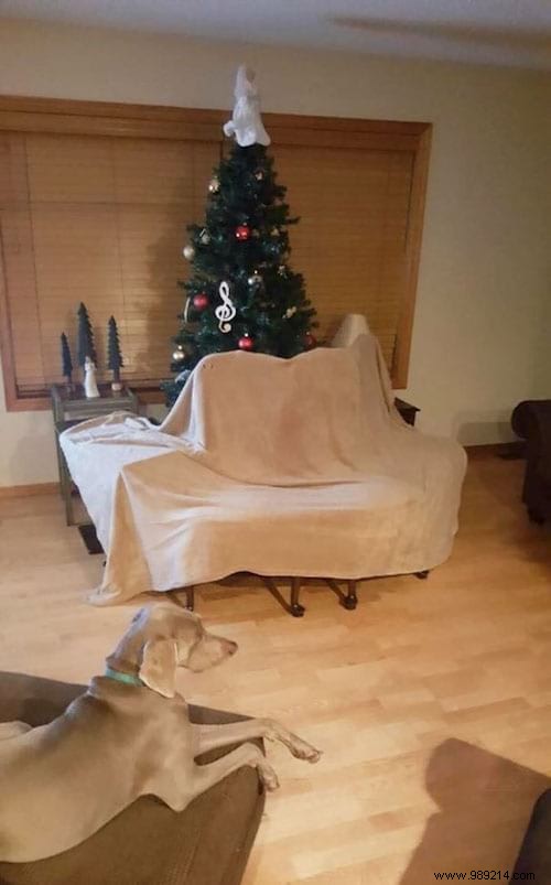 18 Photos of People Who Found a Trick to Protect the Christmas Tree from Cats and Dogs. 