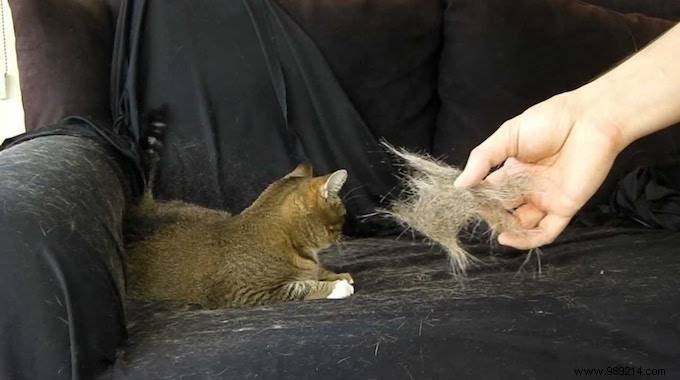 The Effective Trick To Remove Cat Hair Easily. 