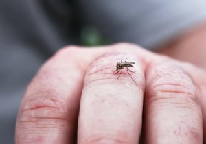 Anti-Mosquito Tip:Wear Long, Light-colored Clothing. 