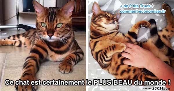 This Cat Is Certainly The MOST BEAUTIFUL Cat in the World! 