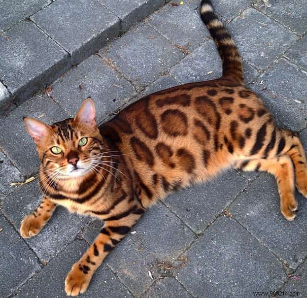 This Cat Is Certainly The MOST BEAUTIFUL Cat in the World! 