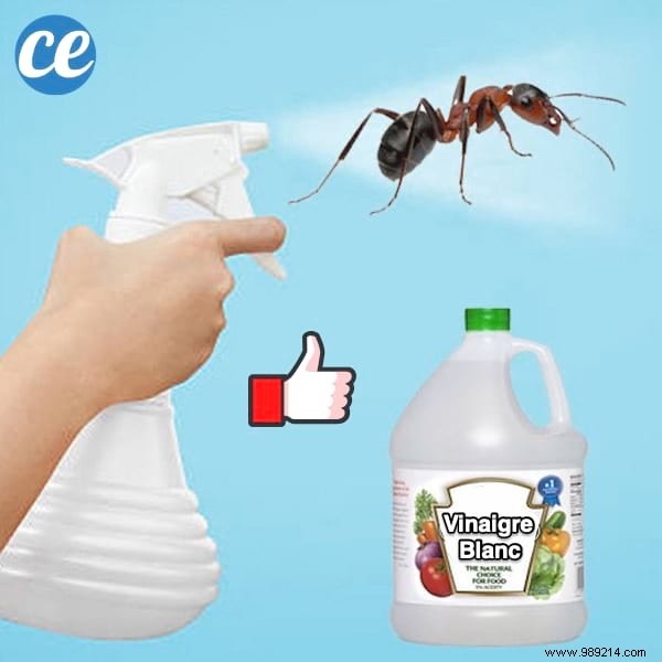 The Redoubtable Spray With White Vinegar To Get Rid Of Ants. 