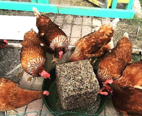 17 Tips For Your Chicken Coop That Will Make Your Hens Happy! 