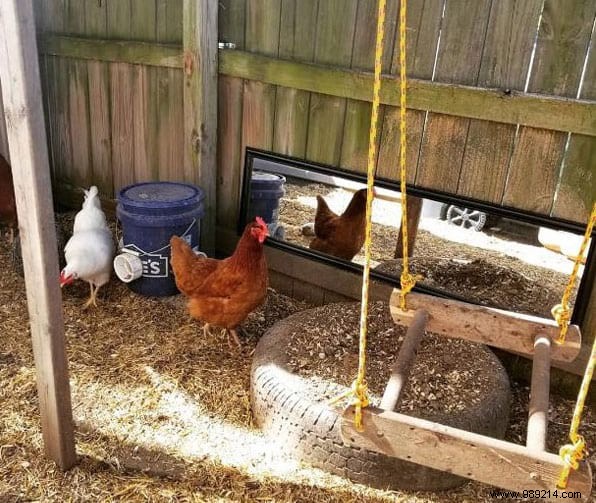 17 Tips For Your Chicken Coop That Will Make Your Hens Happy! 