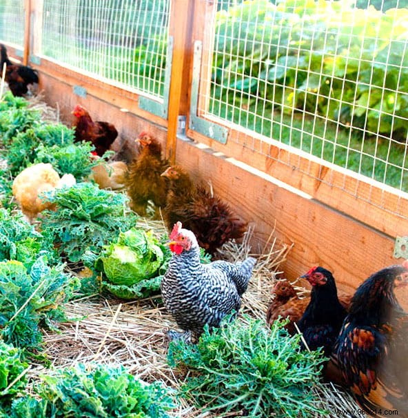 17 Tips For Your Chicken Coop That Will Make Your Hens Happy! 