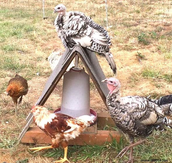 17 Tips For Your Chicken Coop That Will Make Your Hens Happy! 