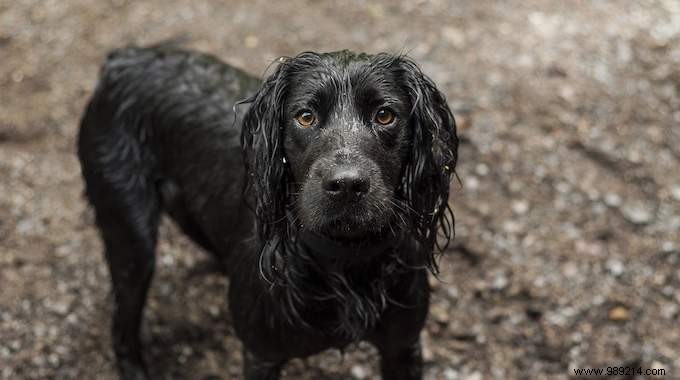 Wet Dog That Smells Bad? The Easy Trick For It Smells Good! 