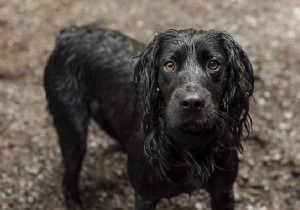 Wet Dog That Smells Bad? The Easy Trick For It Smells Good! 