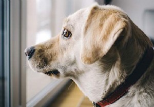 12 effective tips against separation anxiety in dogs. 