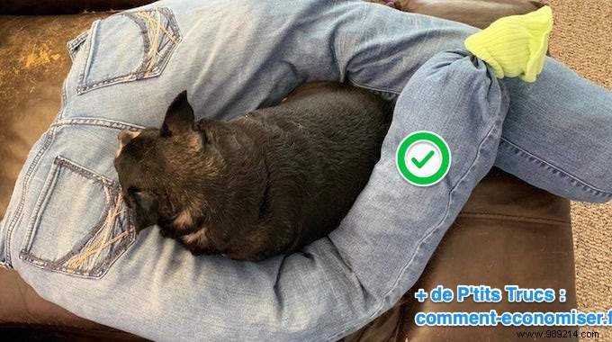 Here s How To Make A Dog Cushion Out Of Old Jeans In 2 Min. 