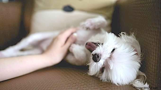 How to Caress Your Dog Properly? The Guide Your Dog Will Love! 