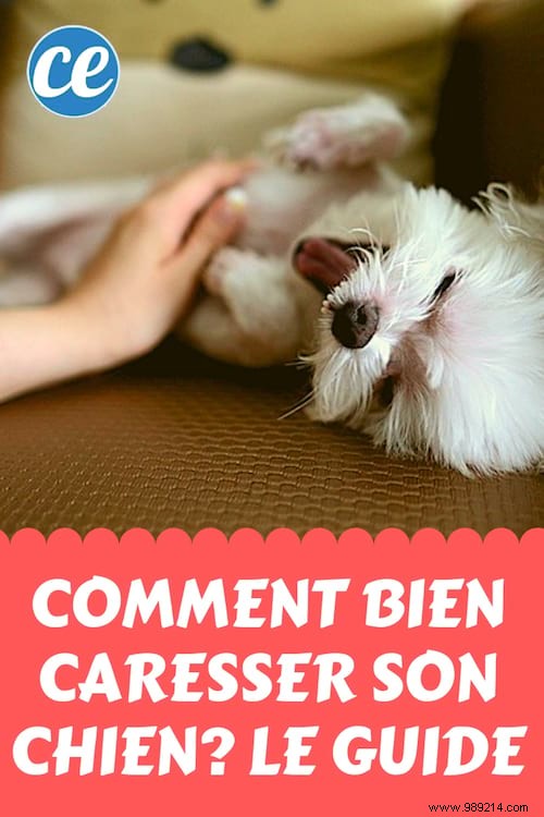 How to Caress Your Dog Properly? The Guide Your Dog Will Love! 