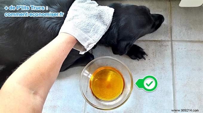 My Vet s Tip For Eliminating Dog Fleas With Apple Cider Vinegar. 