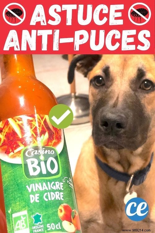 My Vet s Tip For Eliminating Dog Fleas With Apple Cider Vinegar. 