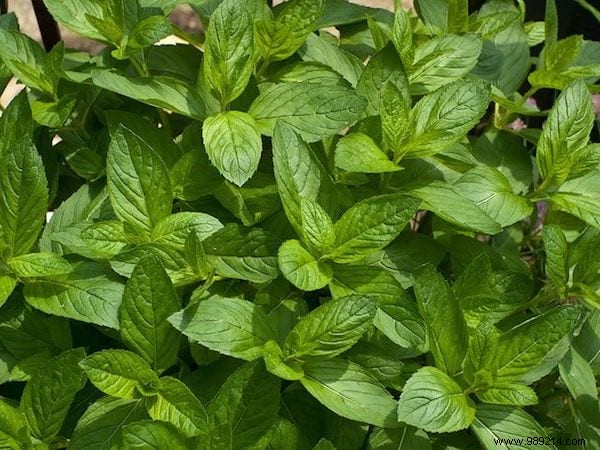 19 Insect Repellent Plants That Naturally Protect Your Home &Garden. 