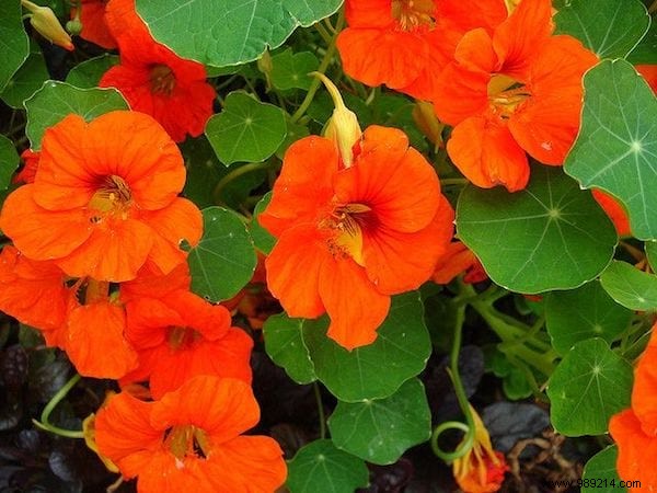 19 Insect Repellent Plants That Naturally Protect Your Home &Garden. 