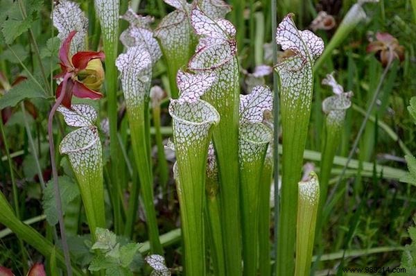 19 Insect Repellent Plants That Naturally Protect Your Home &Garden. 