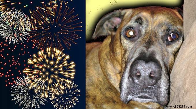 This Vet Remedy Will Help Keep Your Dog Calm During Fireworks. 