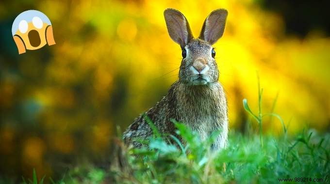 How to Scare Rabbits Out of Your Yard Once and For All. 