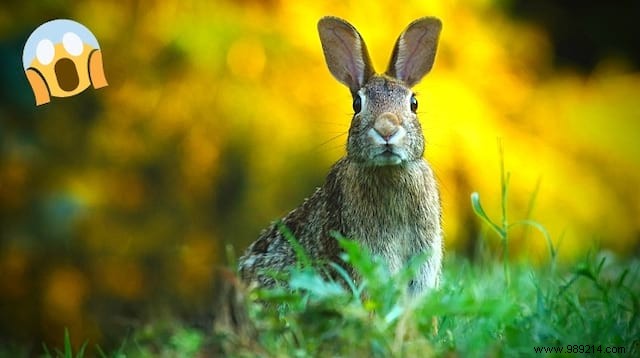 How to Scare Rabbits Out of Your Yard Once and For All. 