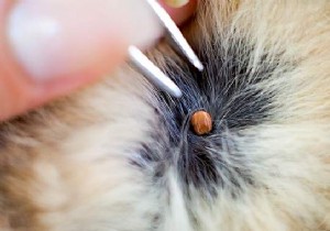 How to remove a tick from a cat easily and safely. 