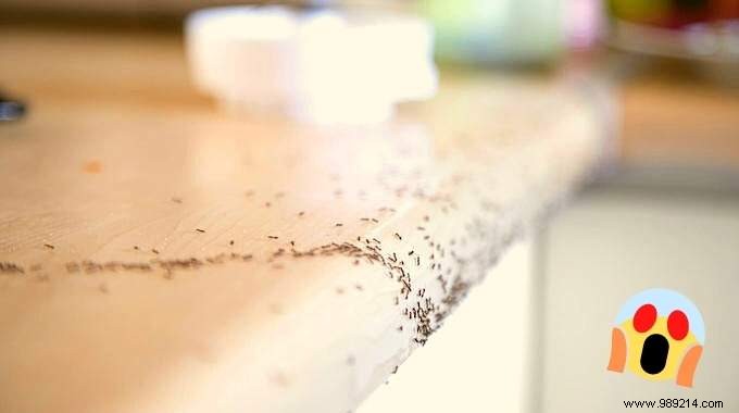 Anti-Ants:22 Natural and Effective Repellent Solutions. 