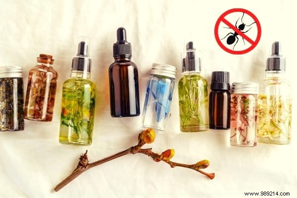 Anti-Ants:22 Natural and Effective Repellent Solutions. 