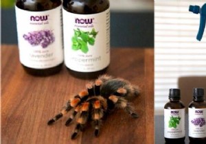 How To Keep Spiders Away From Your Home With Essential Oils. 