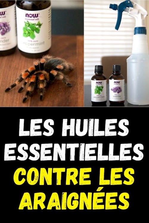 How To Keep Spiders Away From Your Home With Essential Oils. 