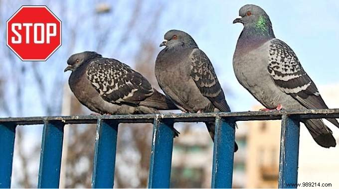 How To Scare Pigeons Off Your Balcony With White Vinegar. 