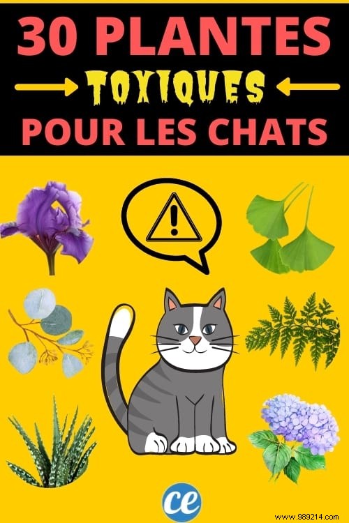 30 Poisonous Plants For Your Cat To Absolutely Know About. 