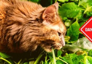 30 Poisonous Plants For Your Cat To Absolutely Know About. 