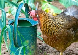 5 Good Reasons to Have a Hen in Your Vegetable Garden. 