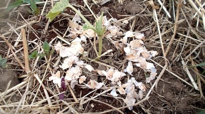 5 Good Reasons to Have a Hen in Your Vegetable Garden. 