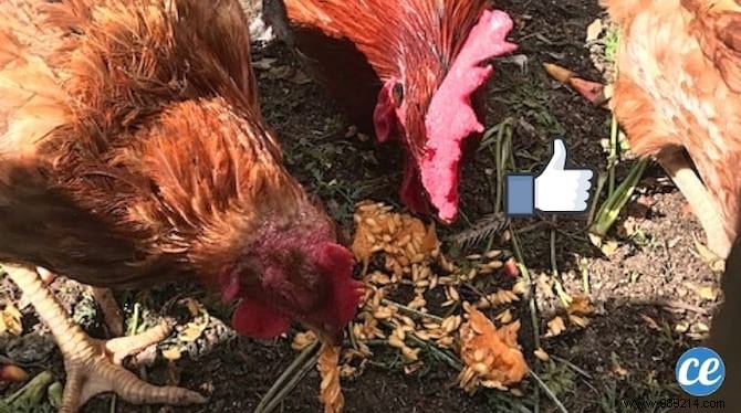 5 Good Reasons to Have a Hen in Your Vegetable Garden. 